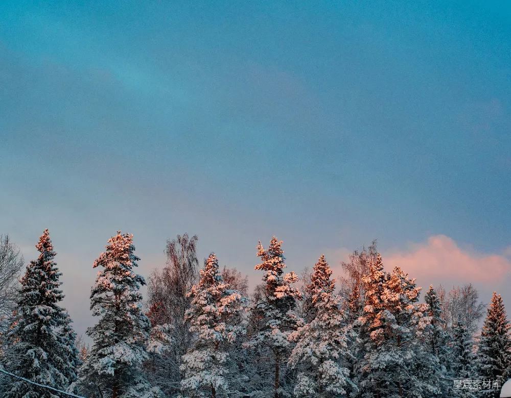 高清摄影 一群披着白雪的树木