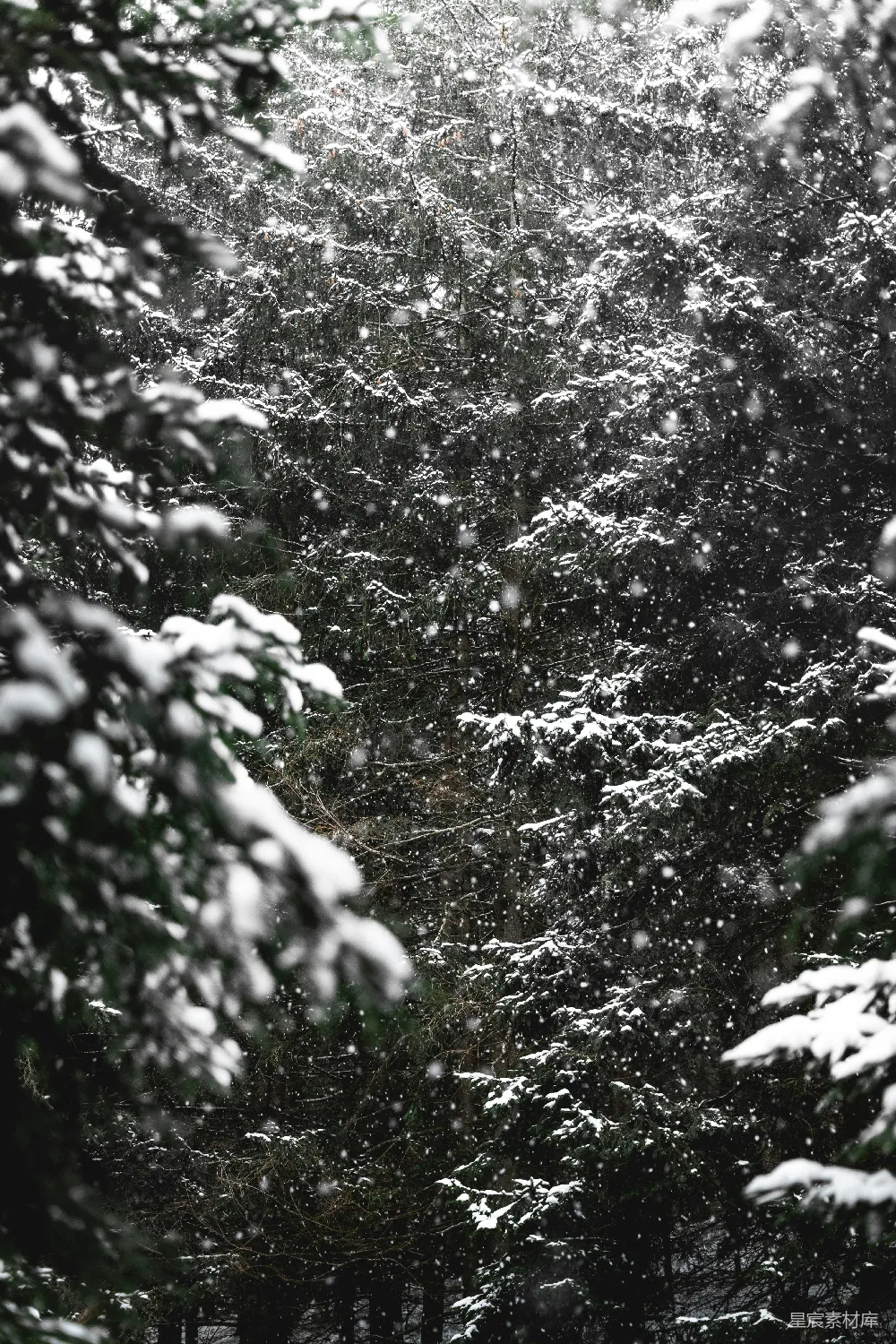 高清摄影 白天树木覆盖着白雪