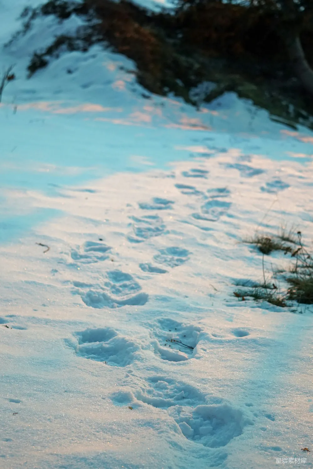 高清摄影 一只猫在雪中走向一棵树