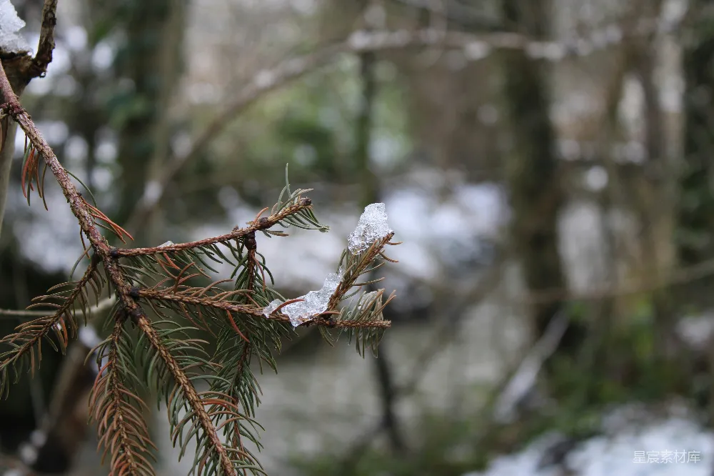 高清摄影 树上挂着的一段树枝和雪