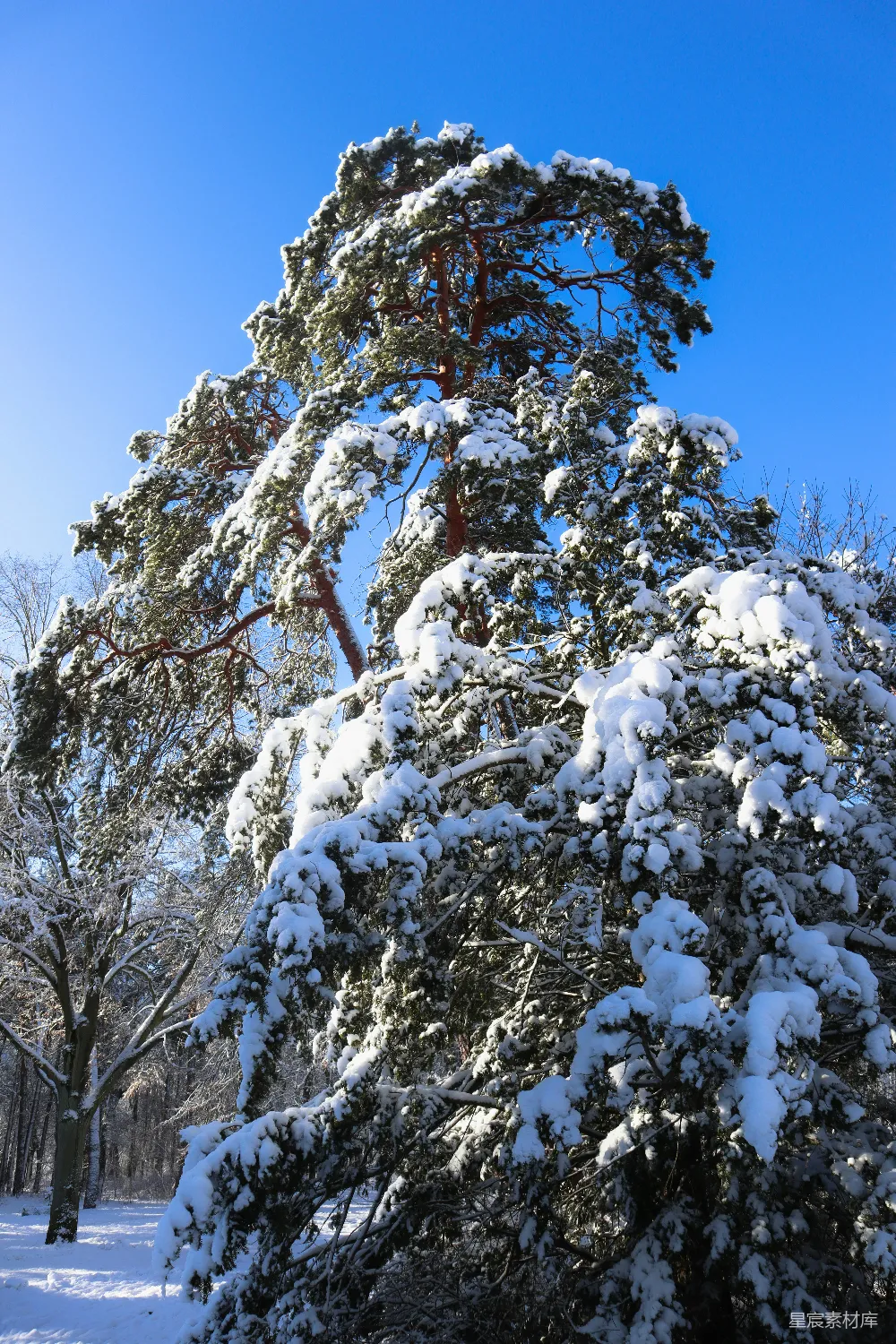 高清摄影 公园里一棵覆盖着白雪的松树