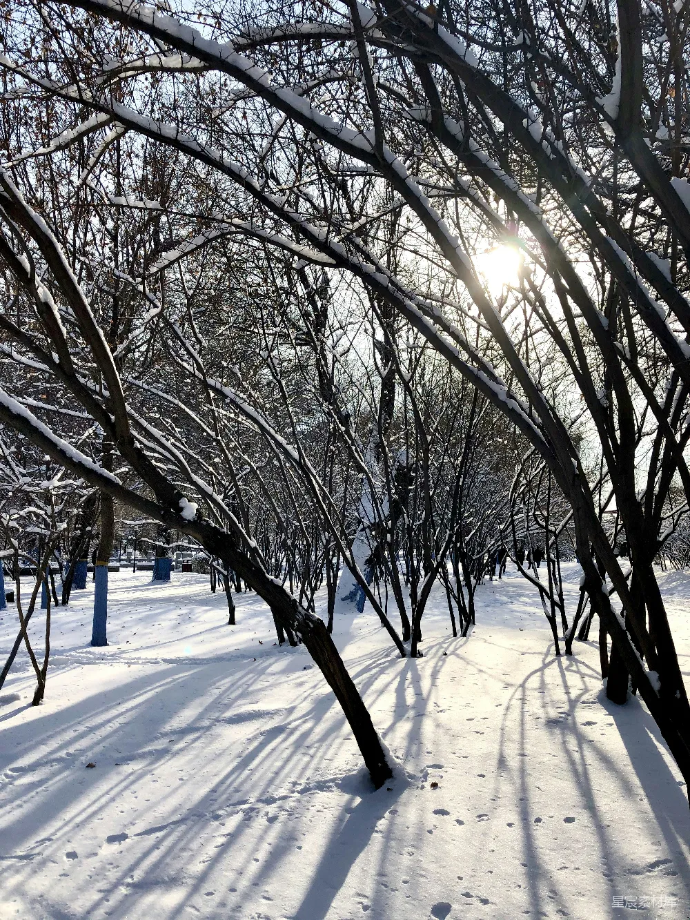 高清摄影 阳光透过雪地里的树丛照耀着。