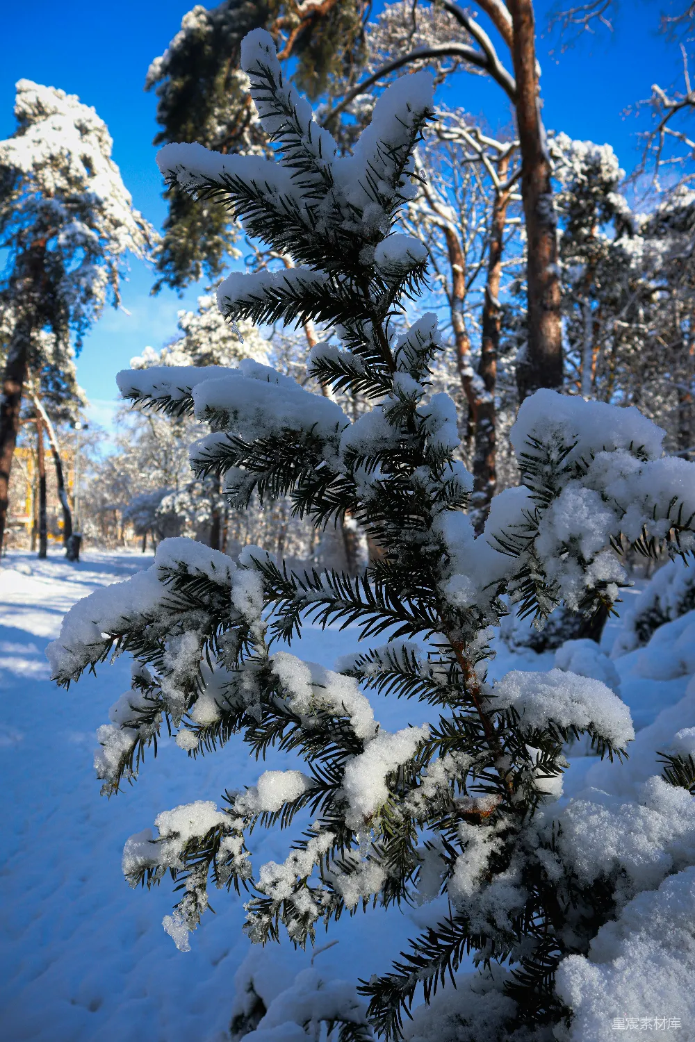 高清摄影 森林中一棵覆盖着白雪的松树