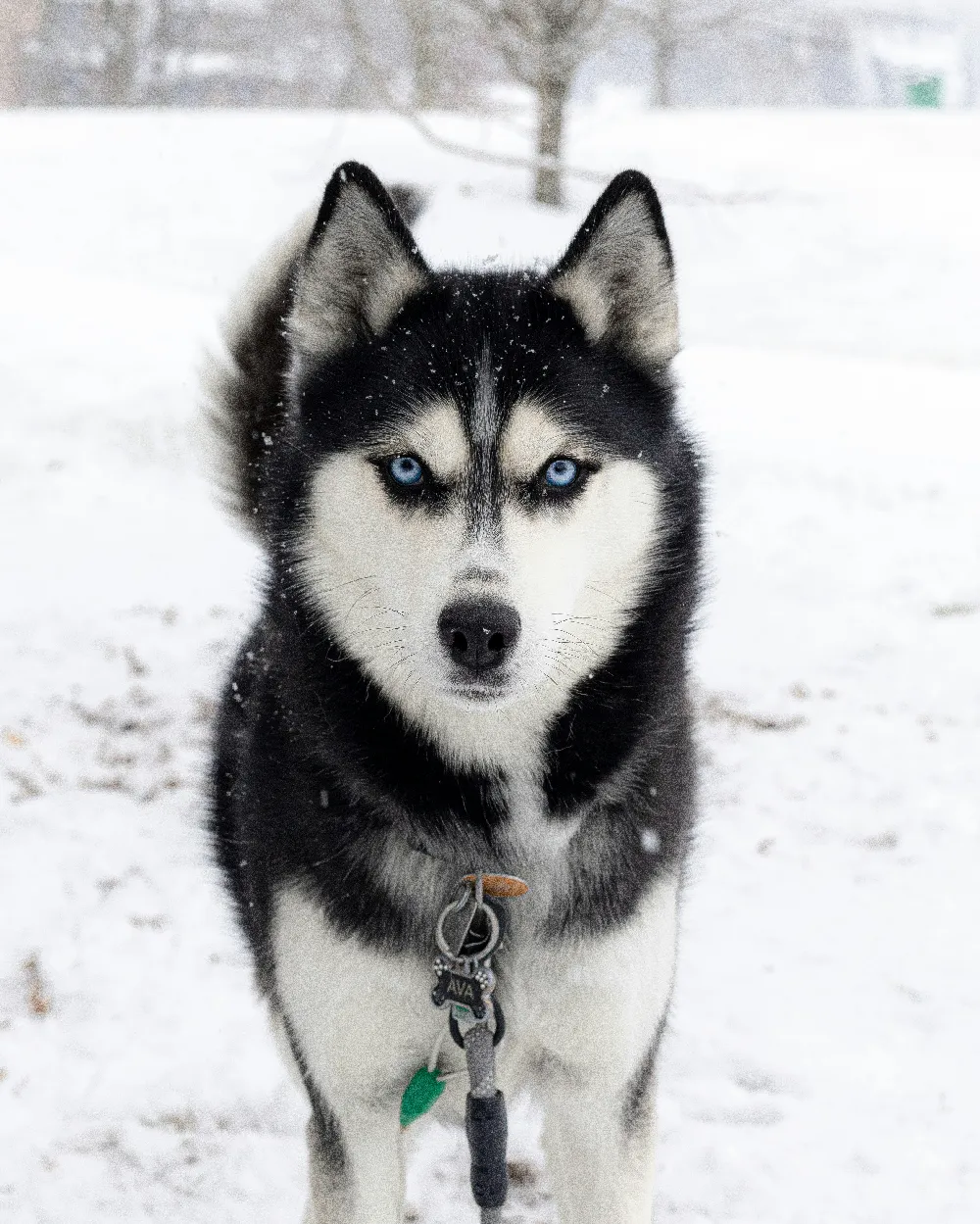 高清摄影 一只蓝眼睛的哈士奇狗站在雪中