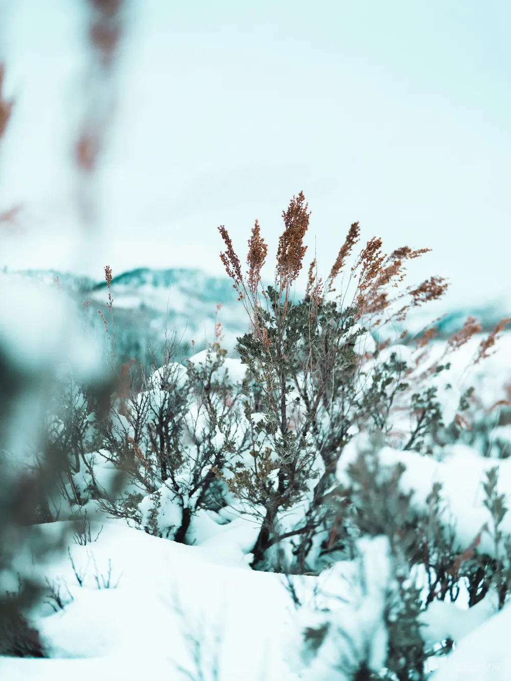 高清摄影 雪地里的一张模糊的灌木丛照片