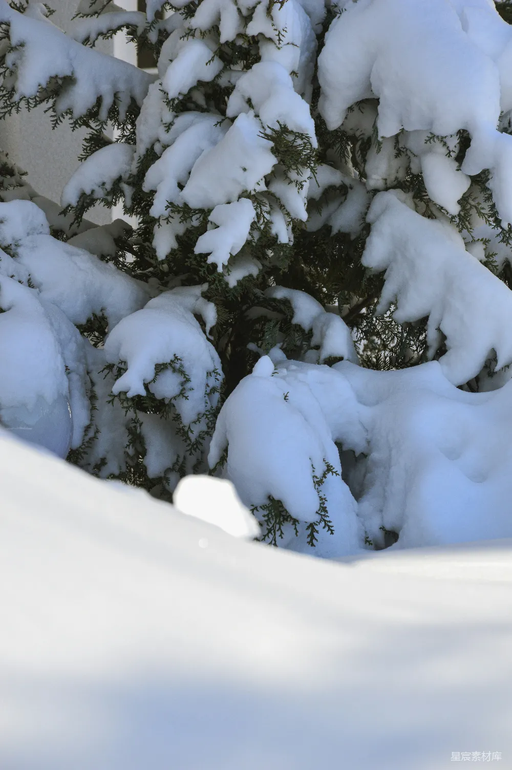 高清摄影 覆盖着白雪的常绿树在雪中