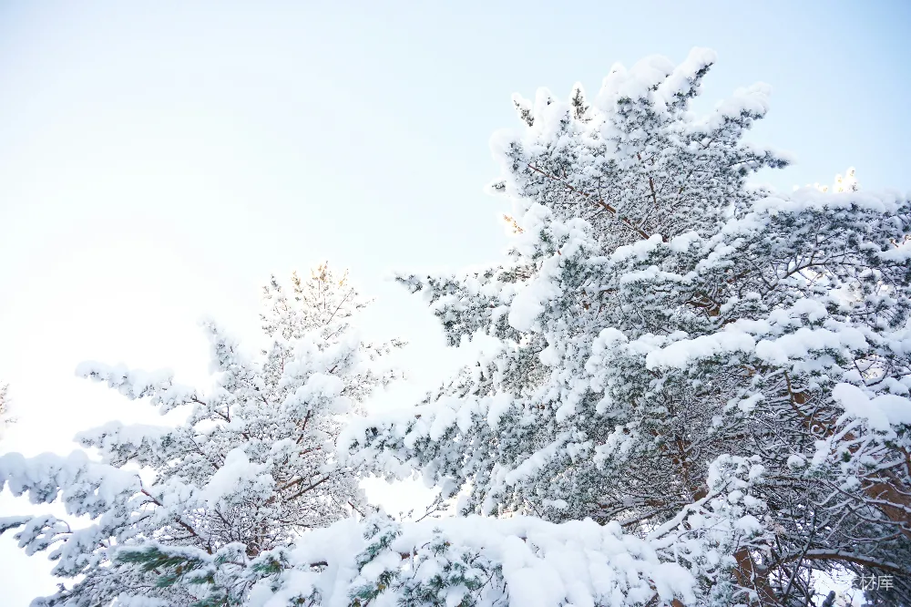 高清摄影 雪中的树