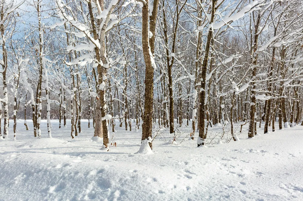 高清摄影 雪覆盖的树木