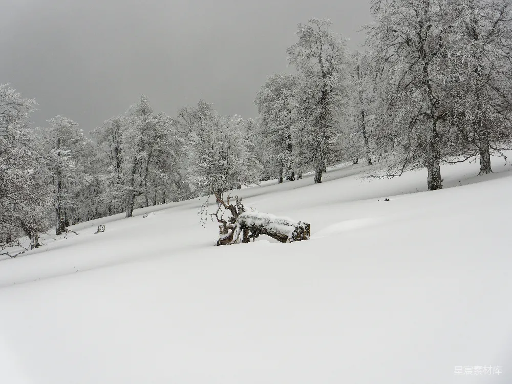 高清摄影 背景中有树木的雪覆盖田野