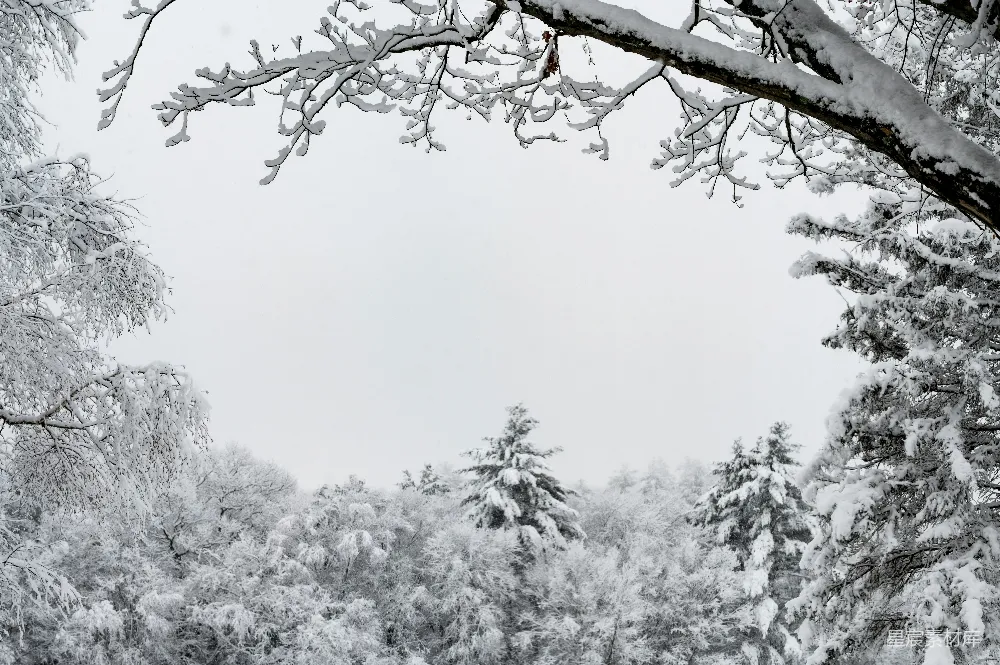 高清摄影 覆盖着白雪的森林里充满了树木