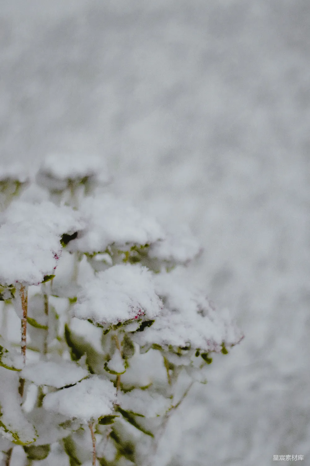 高清摄影 白天覆雪的树