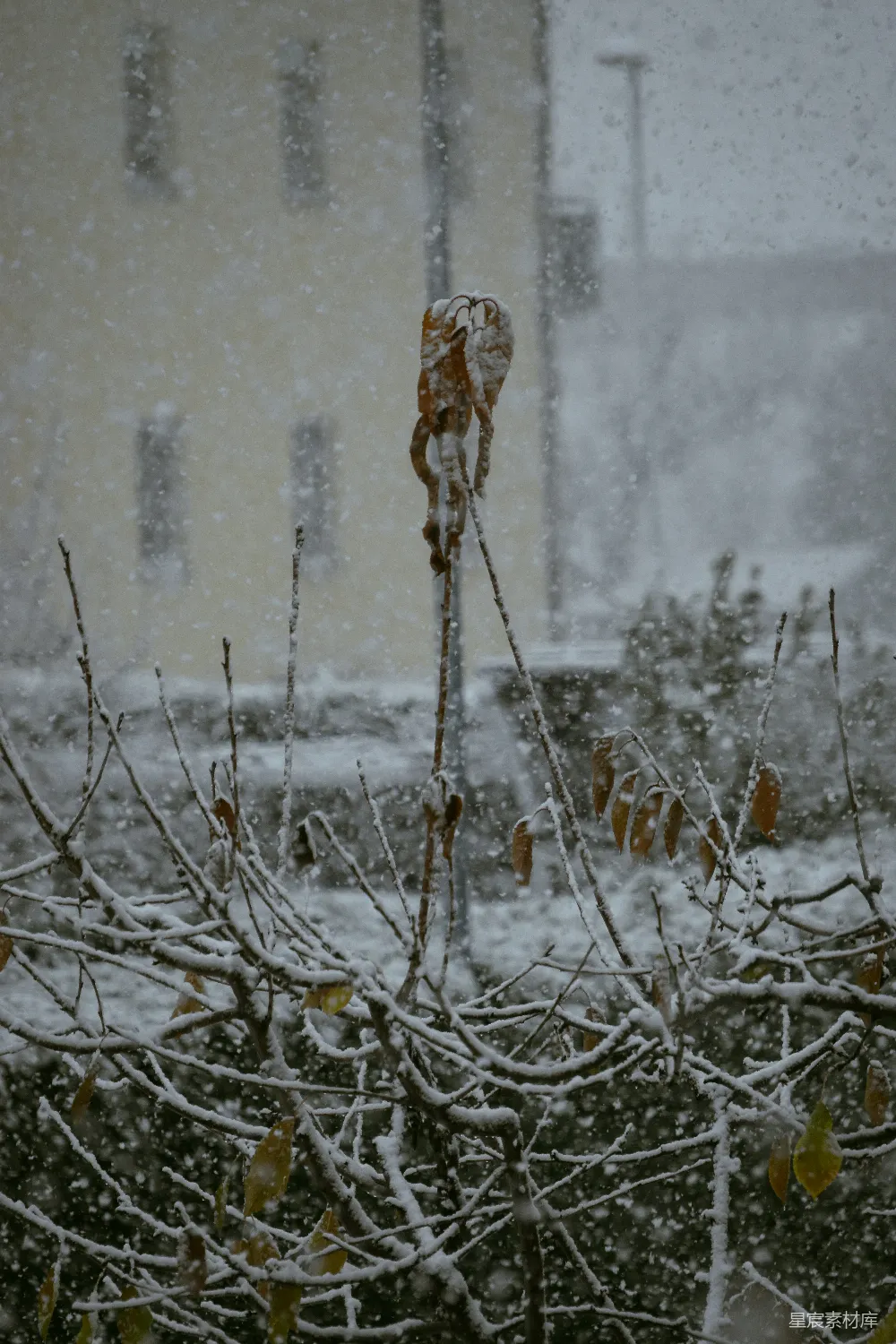 高清摄影 背景中一棵覆盖着白雪的树
