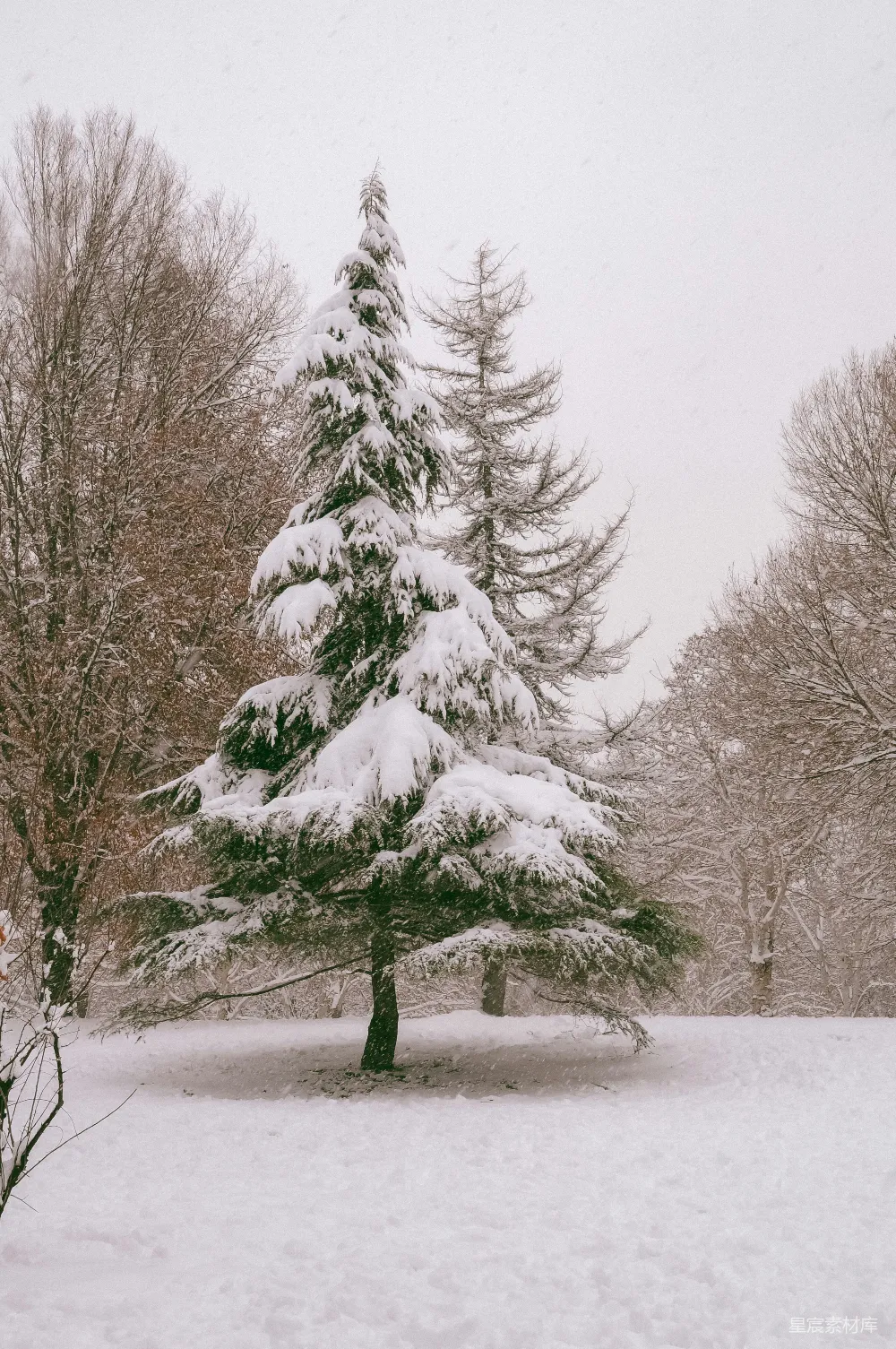 高清摄影 公园里的一棵覆盖着白雪的松树