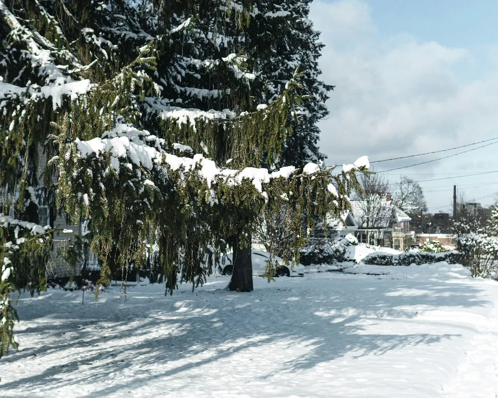 高清摄影 街边有一棵树覆盖着白雪