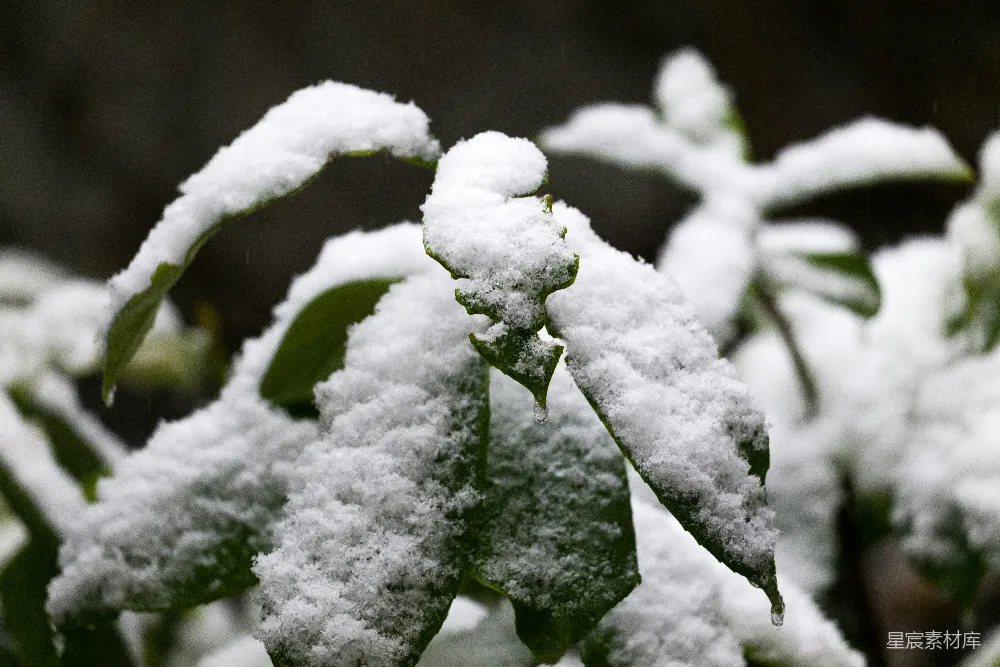 高清摄影 覆盖着白雪的植物特写