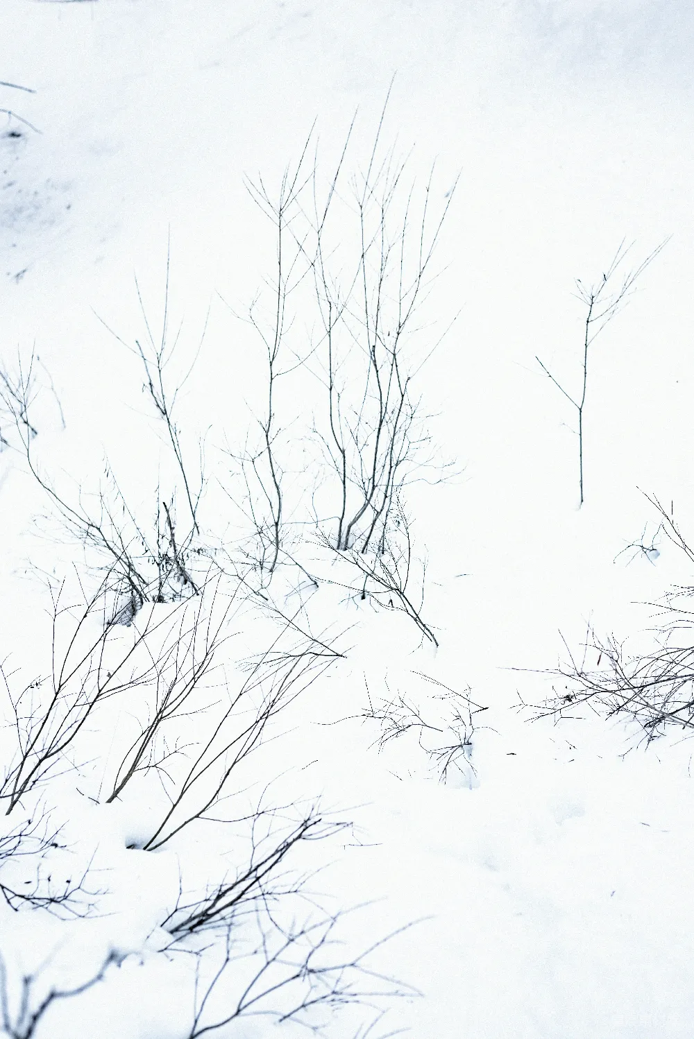 高清摄影 一幅黑白照片中的覆雪田野