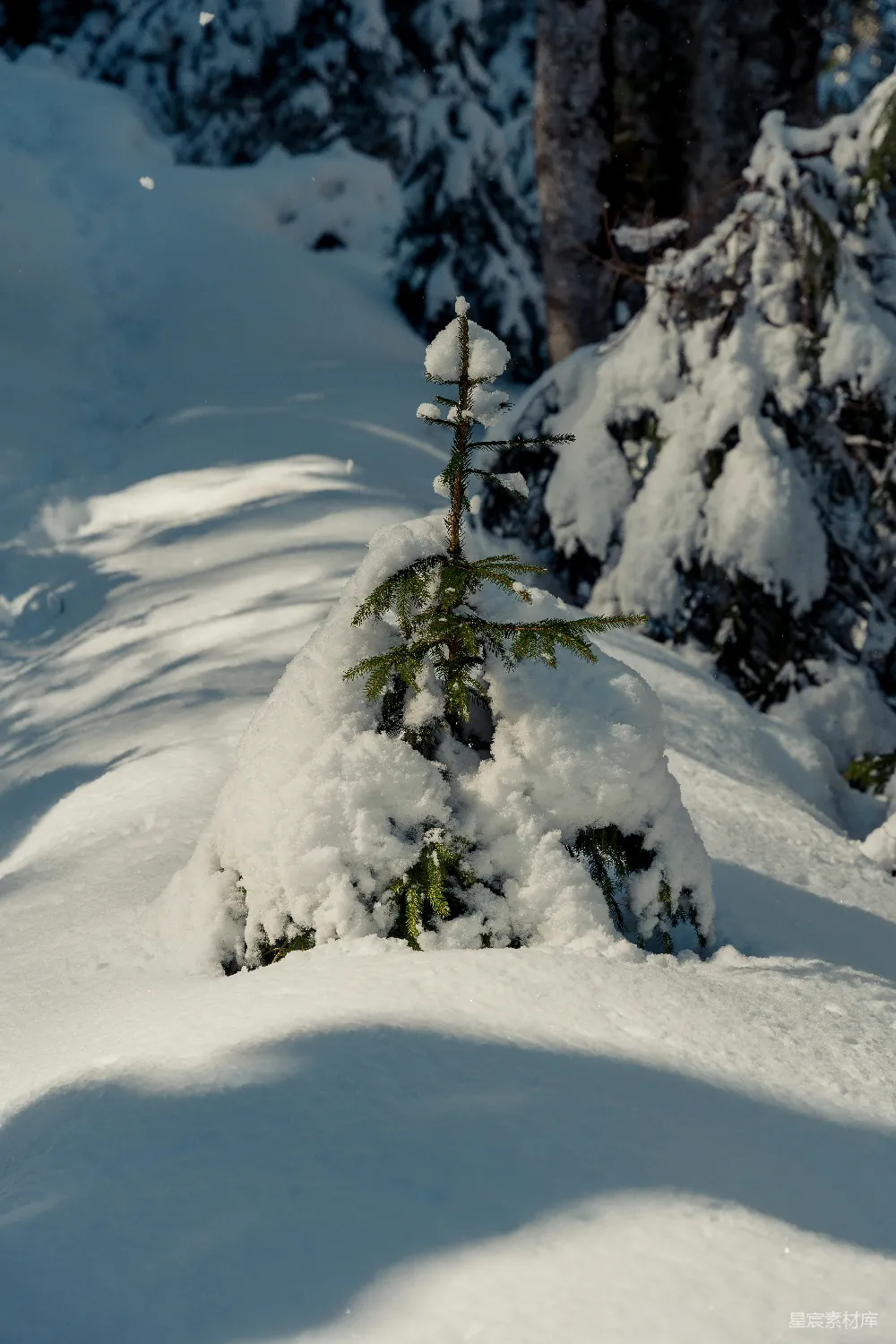 高清摄影 一棵小松树被白雪覆盖。