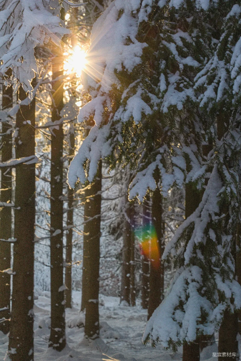 高清摄影 滑雪者在雪地上滑行