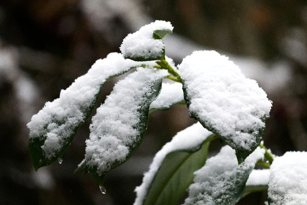 高清摄影 一片叶子被雪覆盖在树枝上