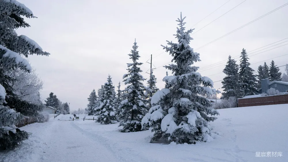 高清摄影 覆盖着白雪的道路周围是松树。