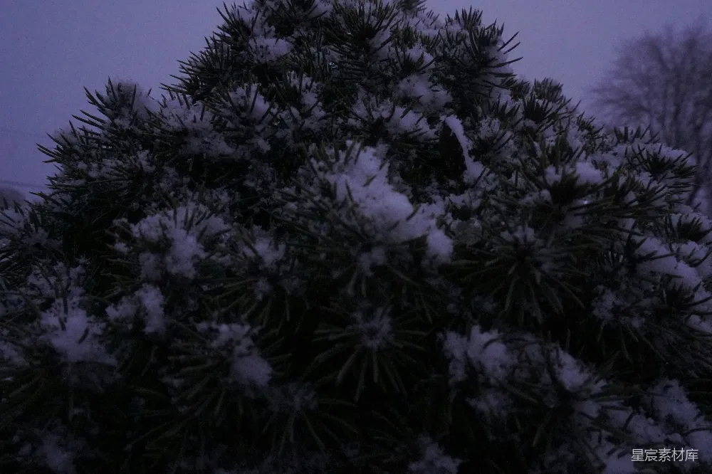 高清摄影 夜晚覆盖着白雪的松树