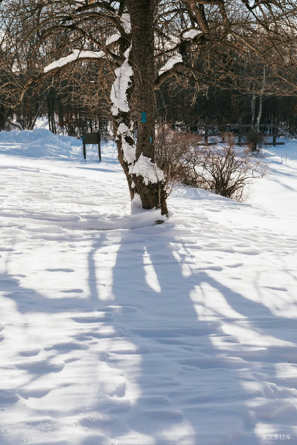 高清摄影 站在雪中的树