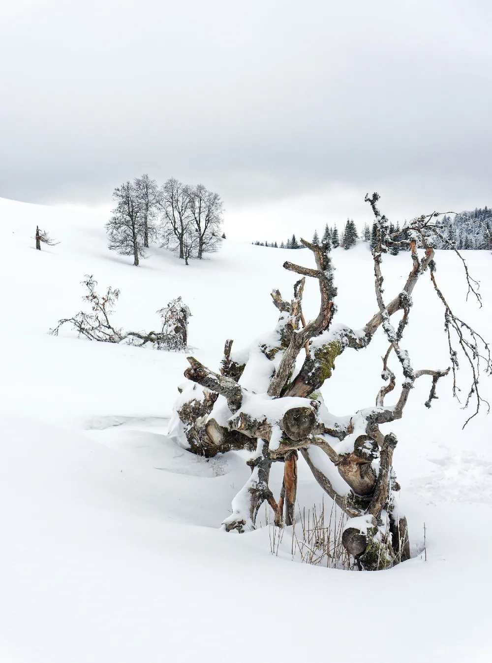 高清摄影 雪覆盖中的树处在一片白雪皑皑的田野中间