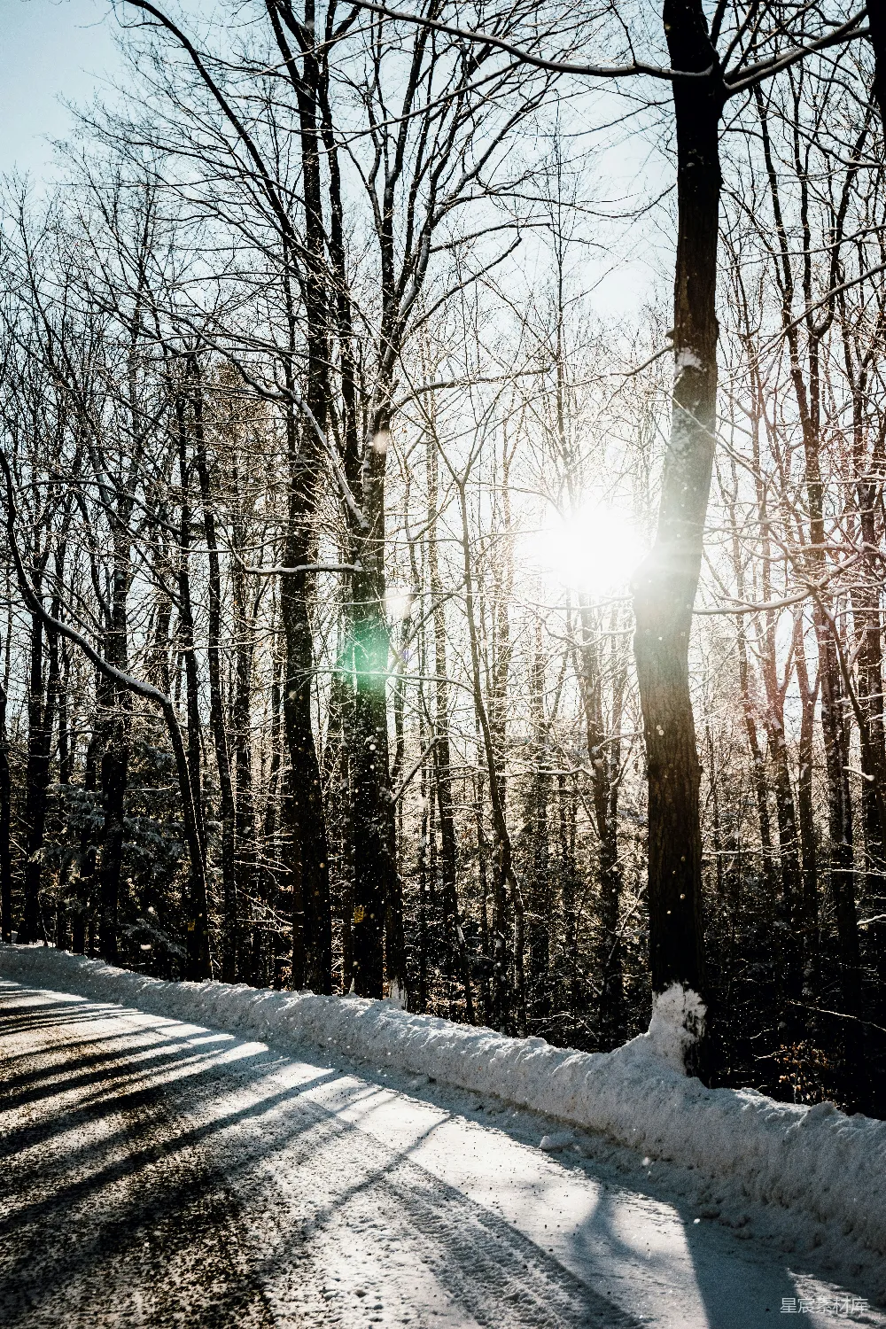 高清摄影 白天被白雪覆盖的棕色树木