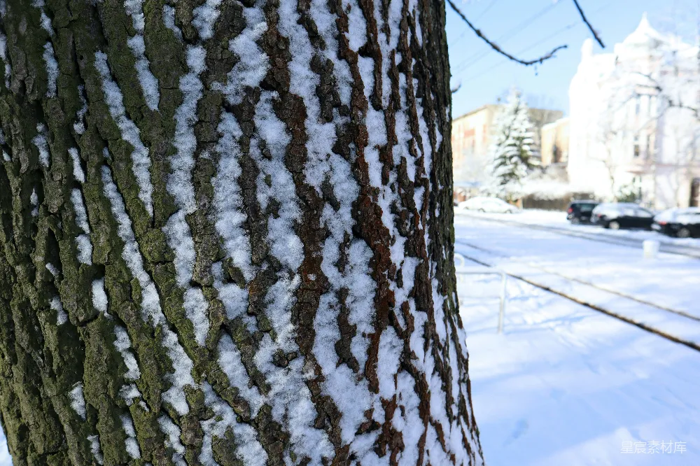 高清摄影 一棵树的特写镜头，上面覆盖着白雪。