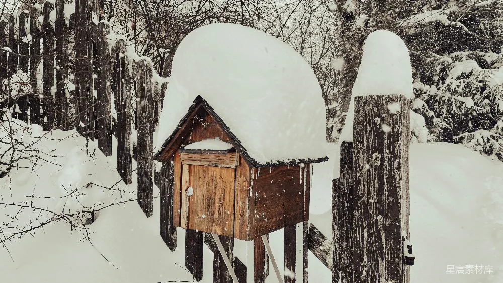 高清摄影 树林中有一只鸟舍被雪覆盖。