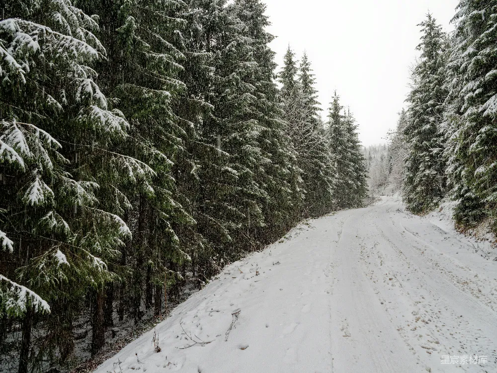 高清摄影 覆盖着白雪的道路两旁是松树。
