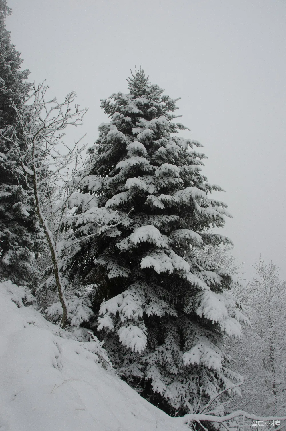 高清摄影 白天覆雪的松树