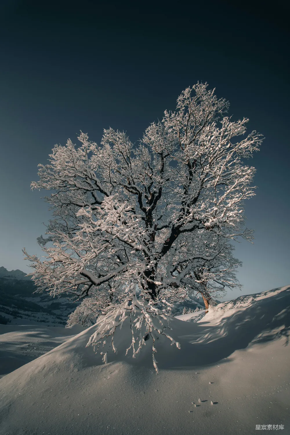 高清摄影 雪覆盖中的树矗立在一片雪地之中
