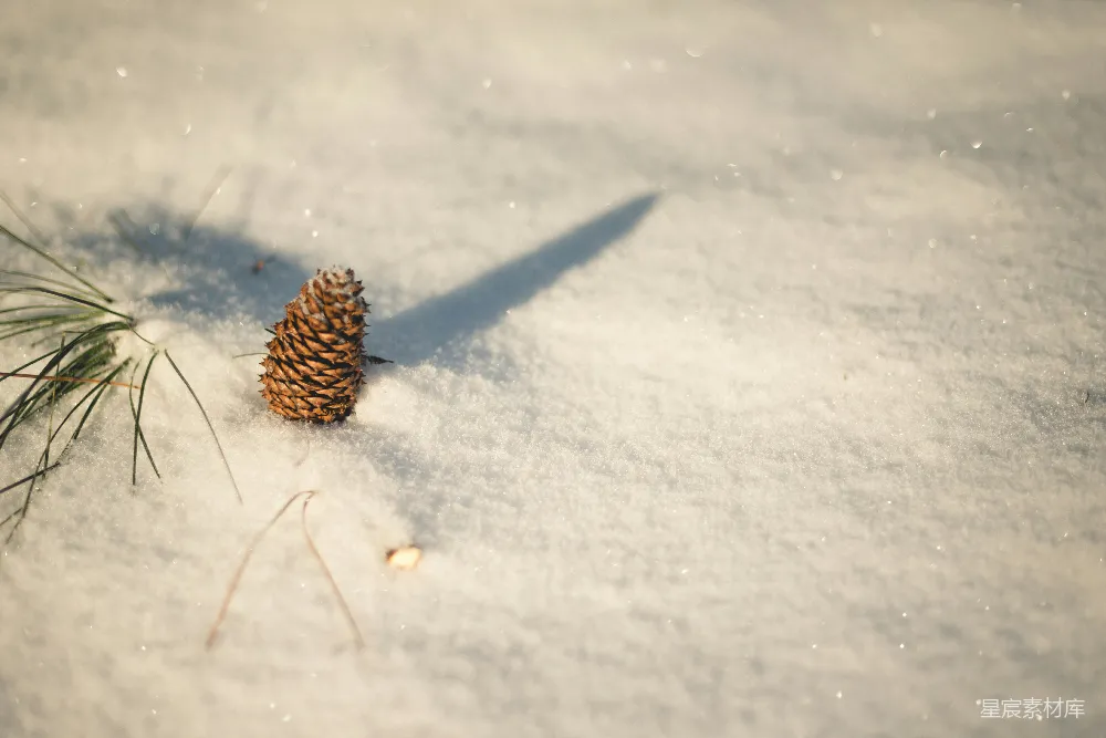 高清摄影 雪中的棕色松树