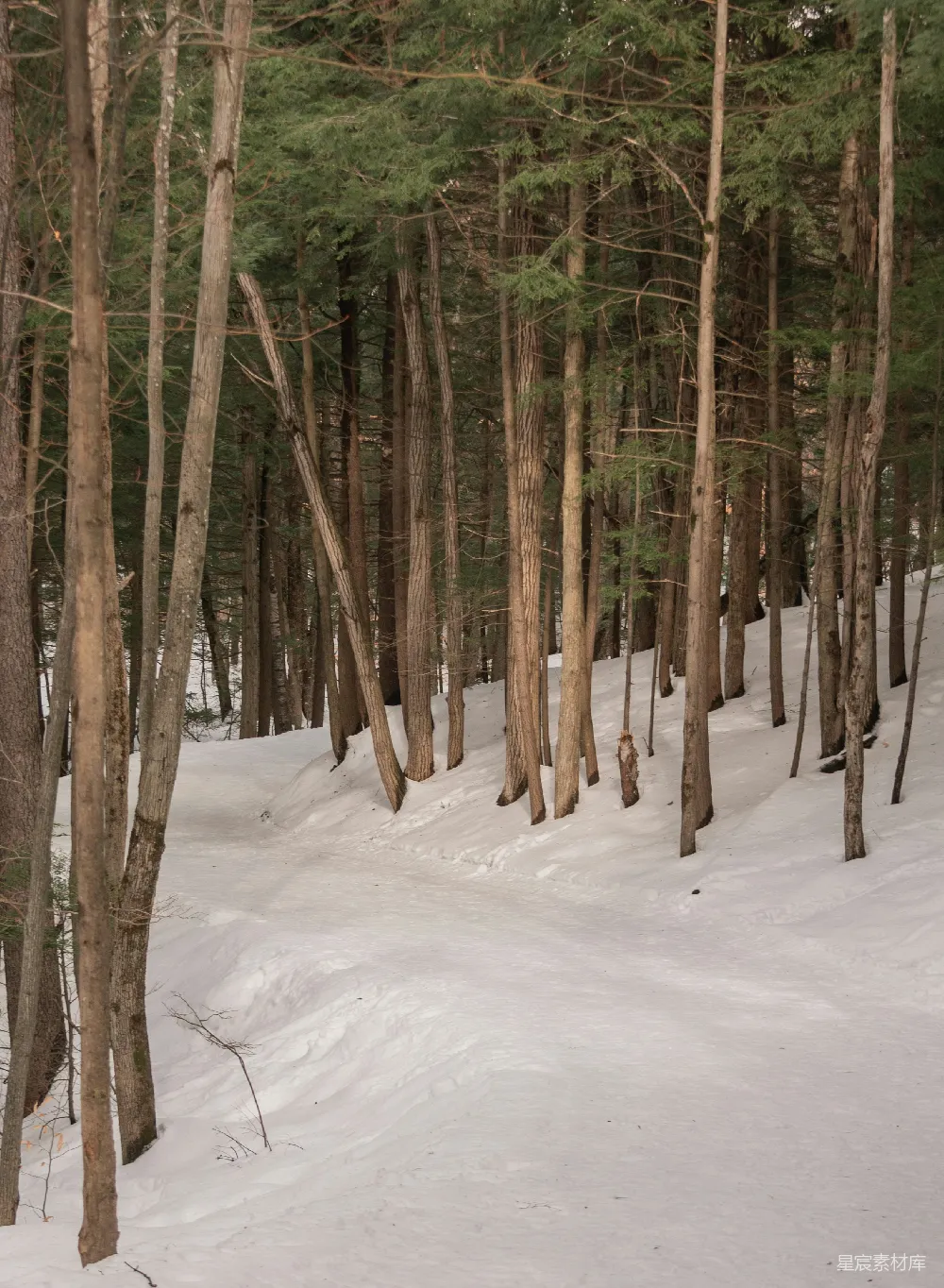 高清摄影 覆盖着白雪的森林里有很多树木