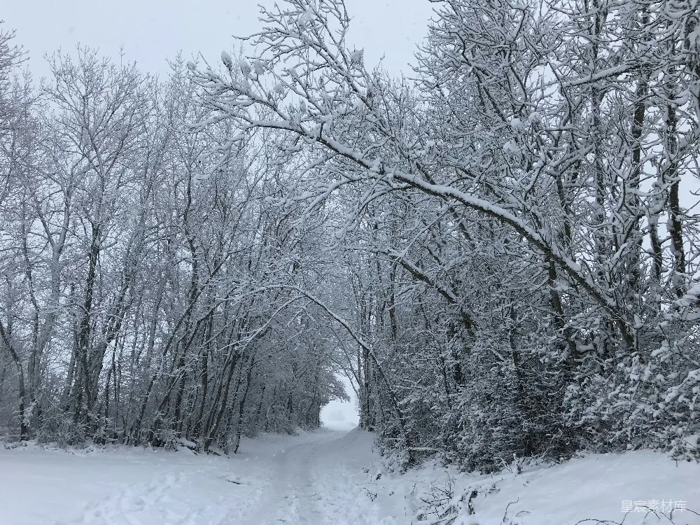 高清摄影 白天雪地上的裸树