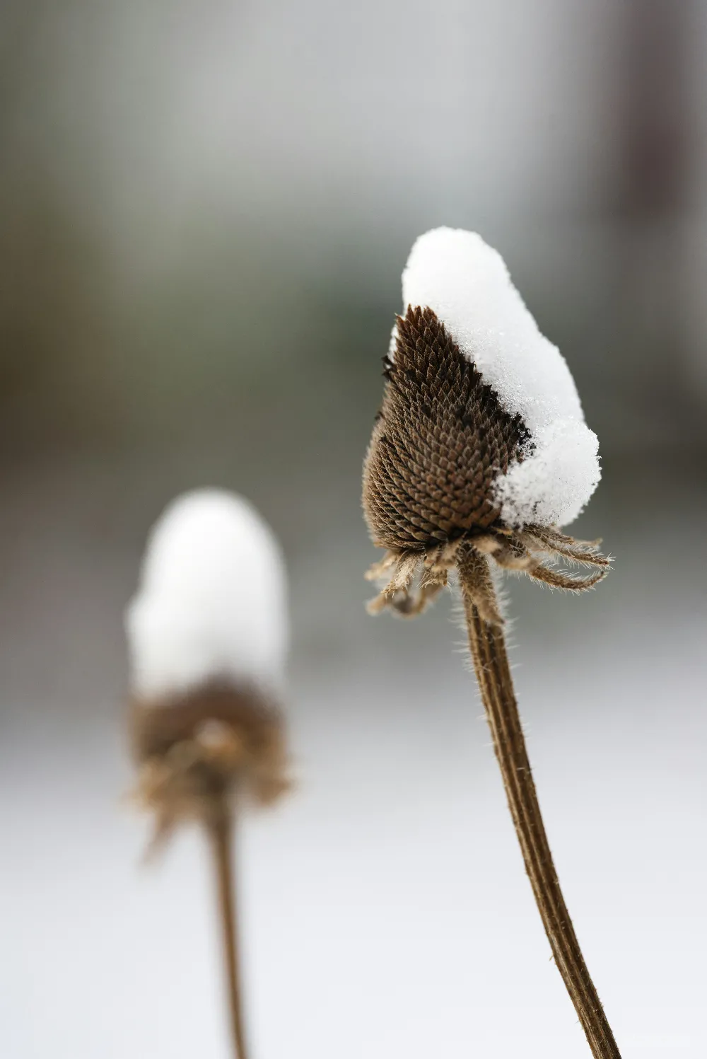 高清摄影 一朵带雪的花特写