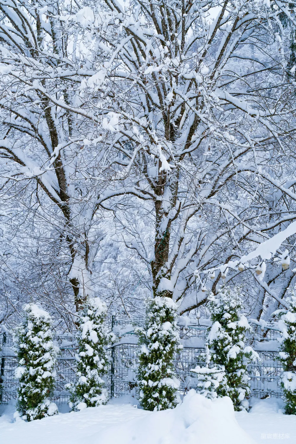 高清摄影 一排覆盖着白雪的树木旁边有一道栅栏