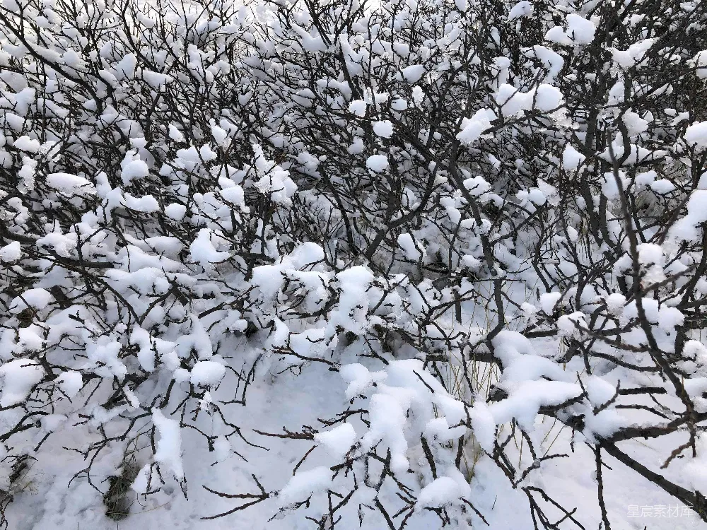 高清摄影 覆盖着白雪的灌木丛，有很多树枝。