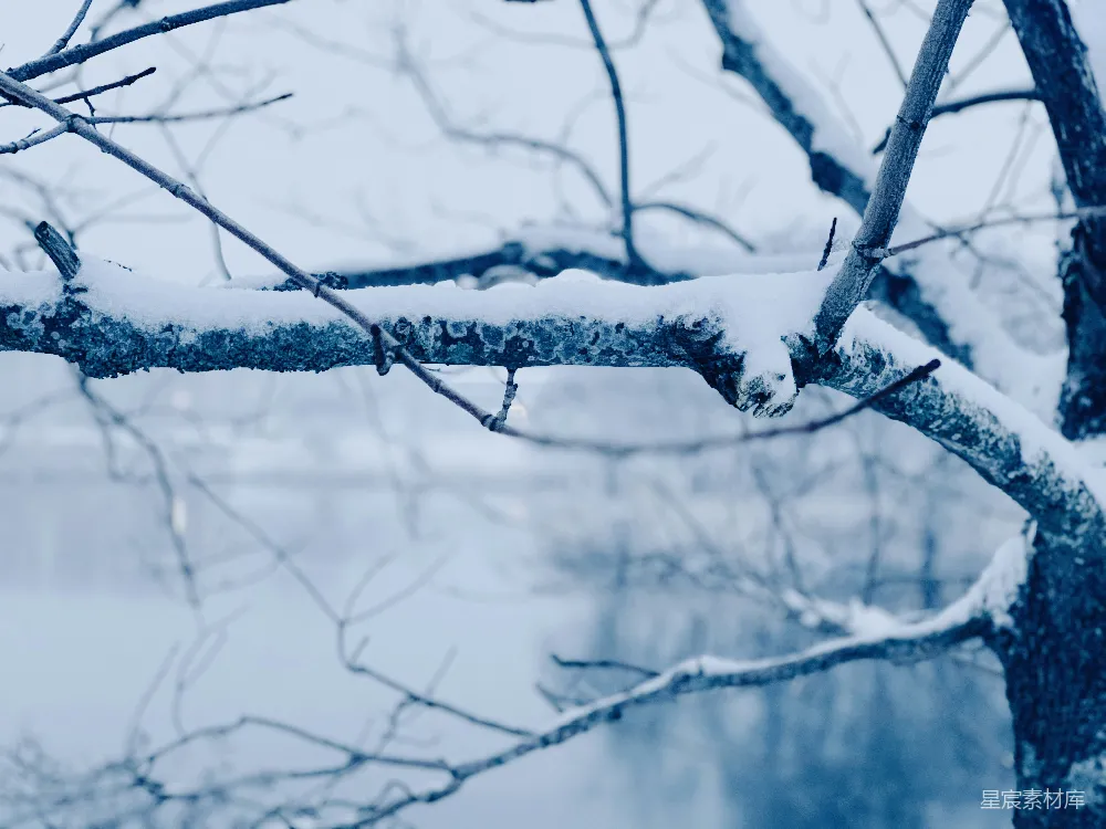 高清摄影 树上长出的一片叶子覆盖着白雪