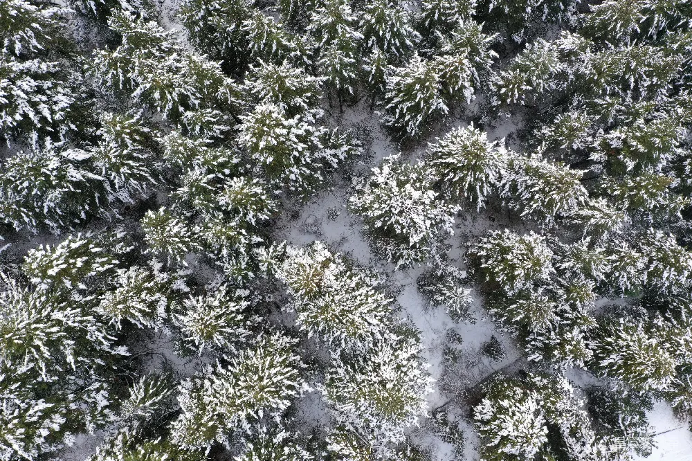 高清摄影 覆盖着白雪的森林俯视图