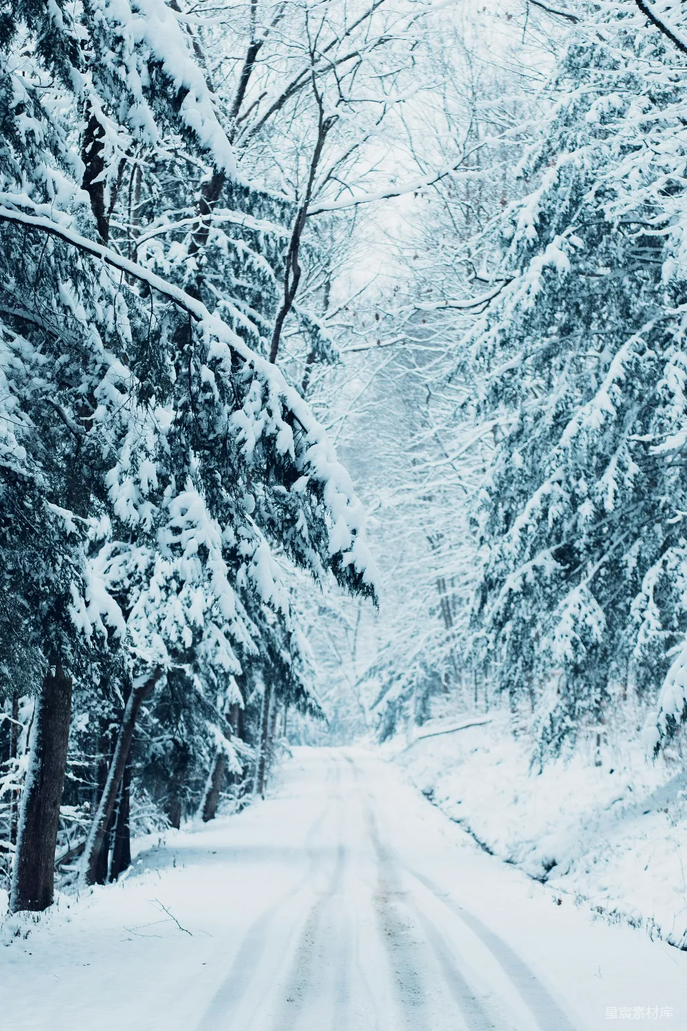 高清摄影 被雪覆盖的道路周围是树木和白雪。