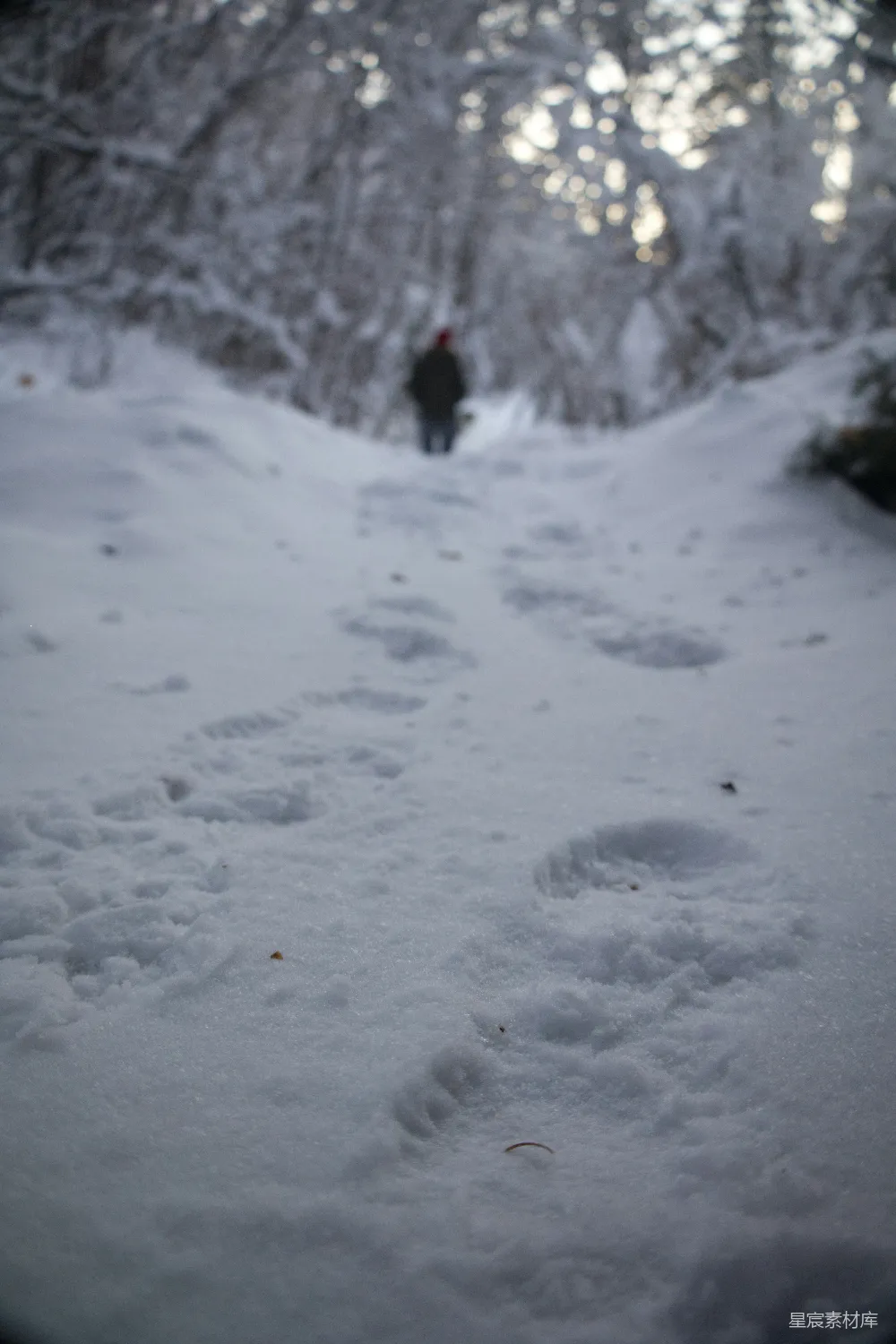高清摄影 一个行人穿过覆盖着白雪的森林