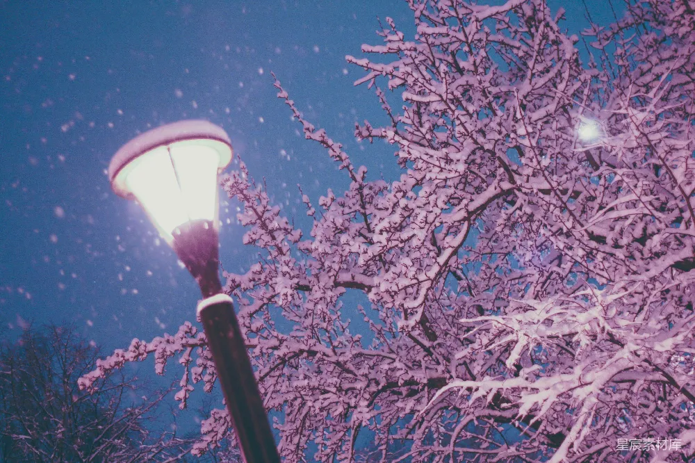 高清摄影 路灯前一棵覆盖着白雪的树