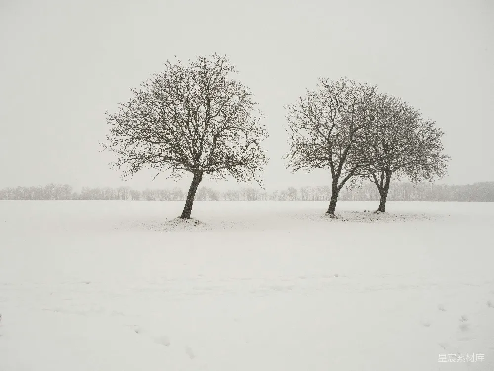 高清摄影 几棵树在雪中