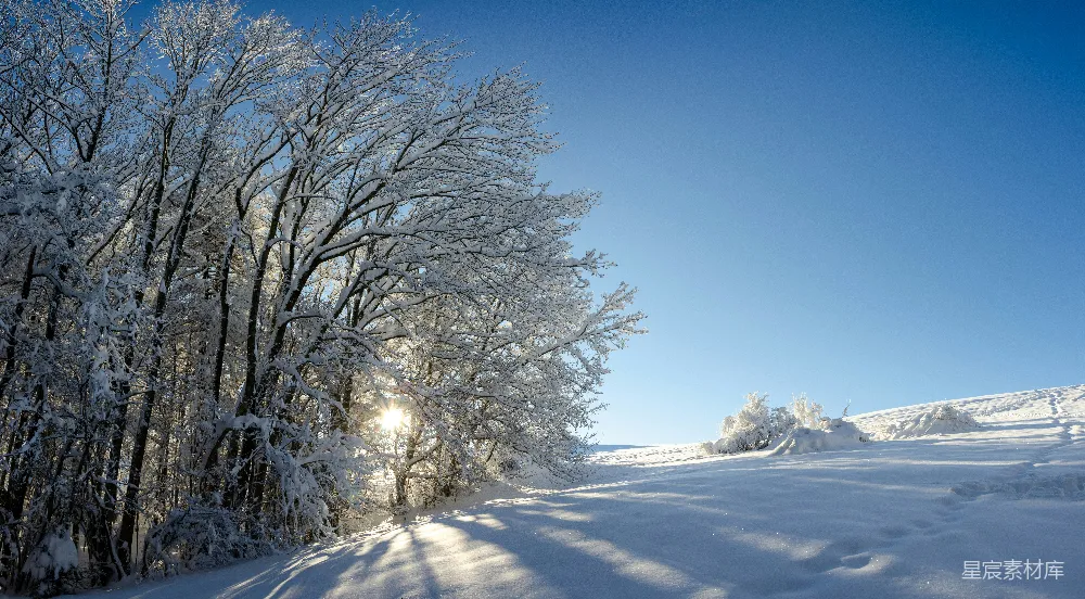 高清摄影 白天树木覆雪