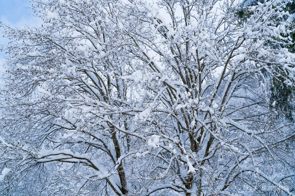 高清摄影 森林旁一棵覆盖着白雪的大树