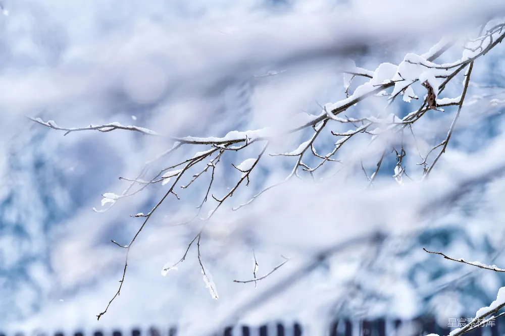 高清摄影 雪地里的钢琴旁有一棵树。