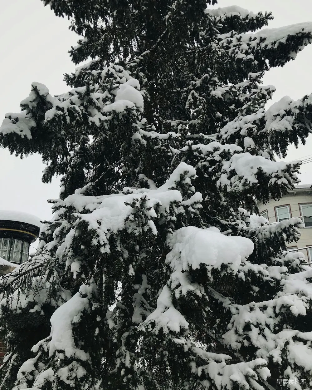 高清摄影 一栋建筑前覆盖着白雪的松树