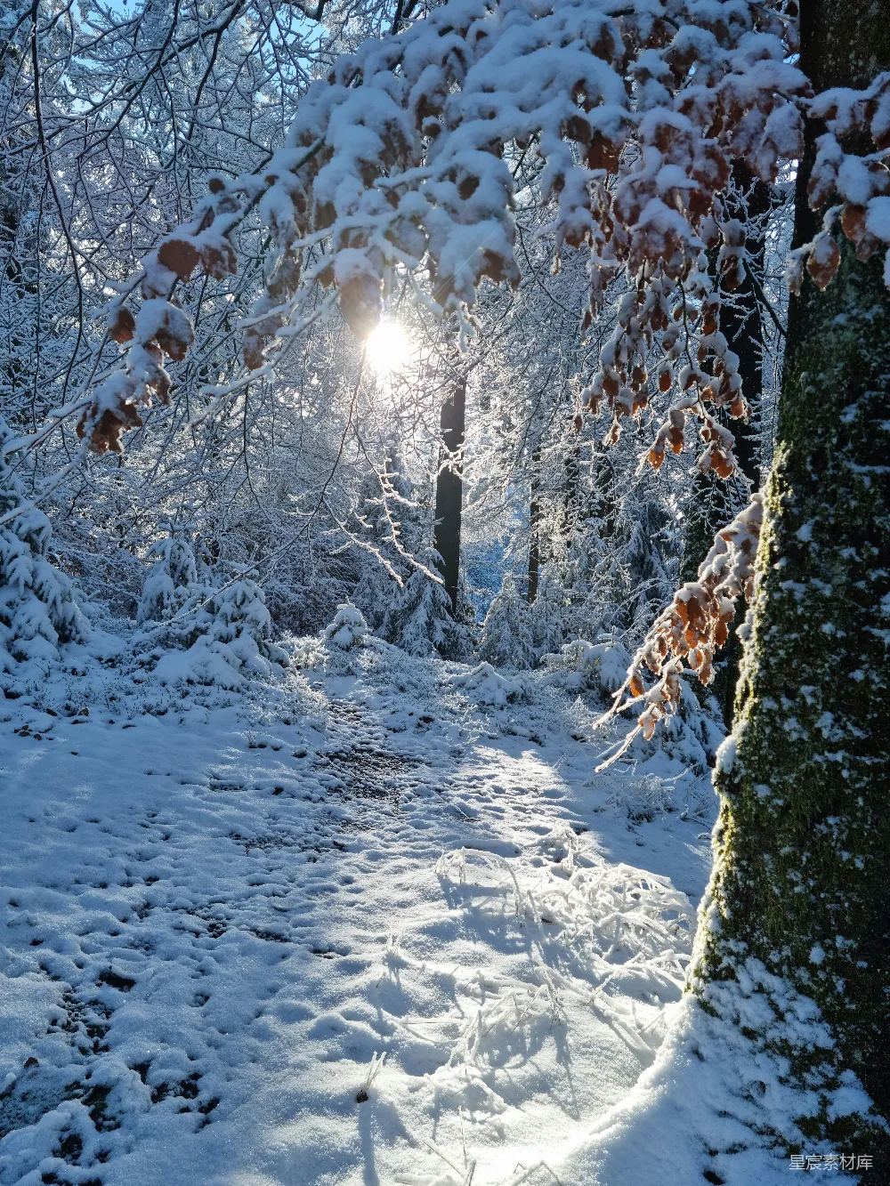 高清摄影 阳光穿透了覆盖着白雪的树木